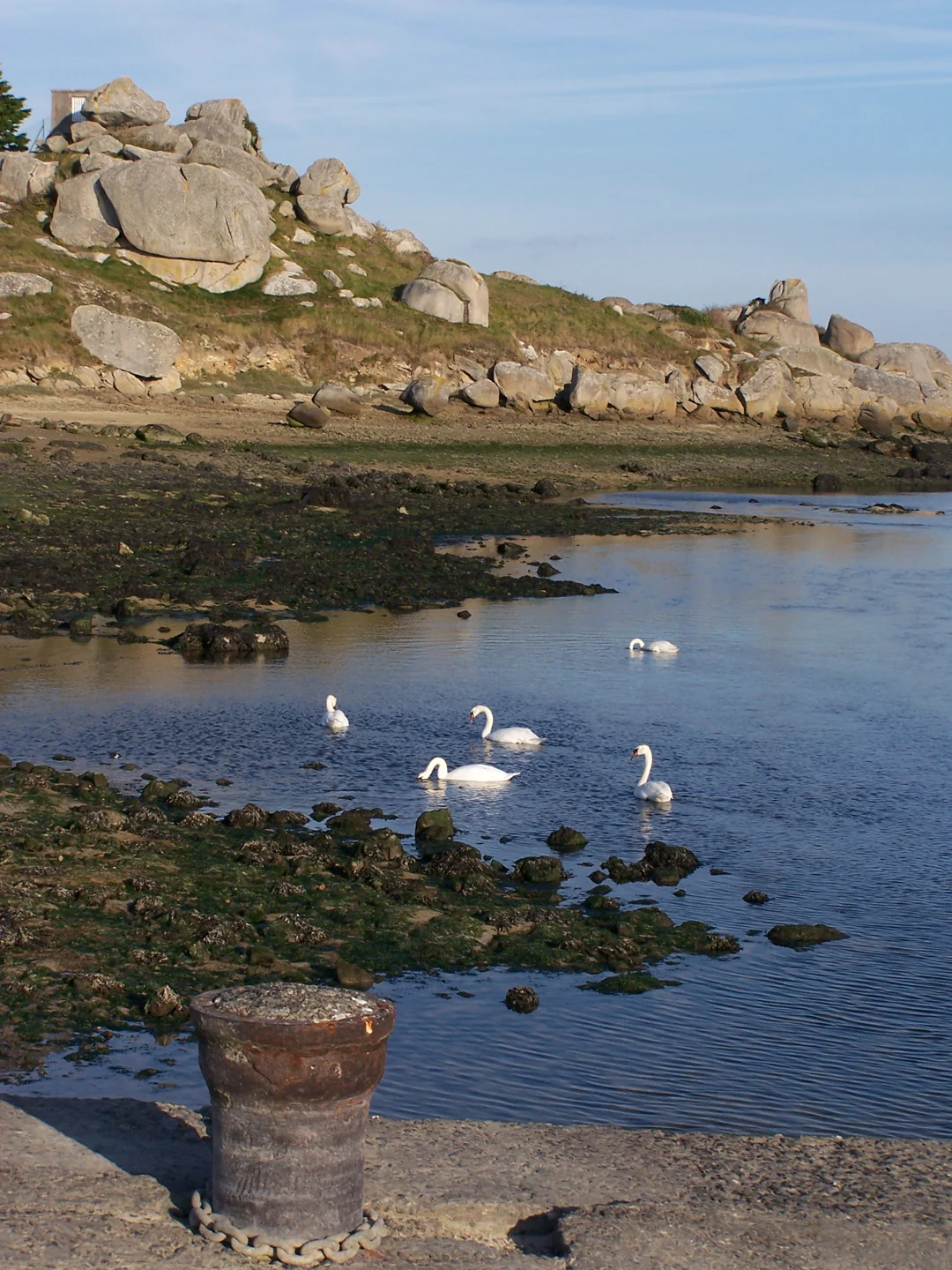 Schwäne auf dem Wasser in der Bucht von Kernic, dahinter Felsen